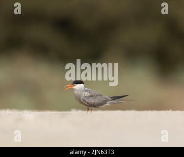 Ritratto di terna bianca gancata su sfondo verde, Bahrain Foto Stock