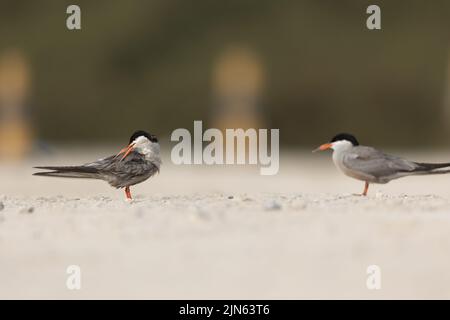 Preening taccuino bianco, Tubli, Bahrain Foto Stock