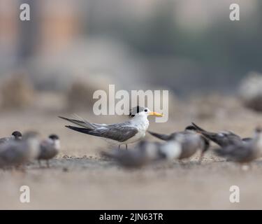 Grande terna crestata tra le terne bianche, Tubli, Bahrain Foto Stock