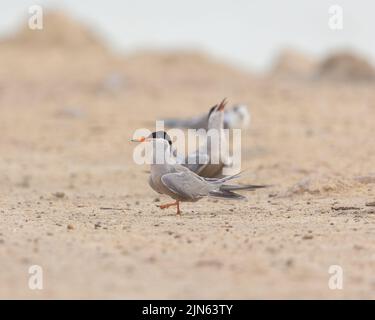 Adulta bianca gancata danzante di accoppiamento, Tubli, Bahrain Foto Stock