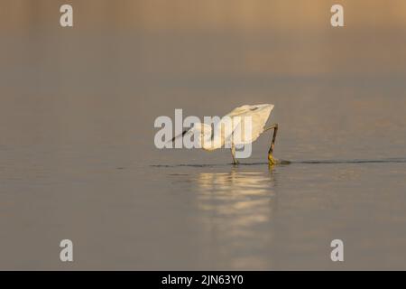 Piccola Egret caccia al lago, Bahrain Foto Stock