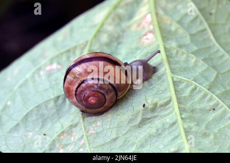 Una forma molto colorata di una lumaca a fasce con il labbro scuro Cepaea nemoralis. Foto Stock