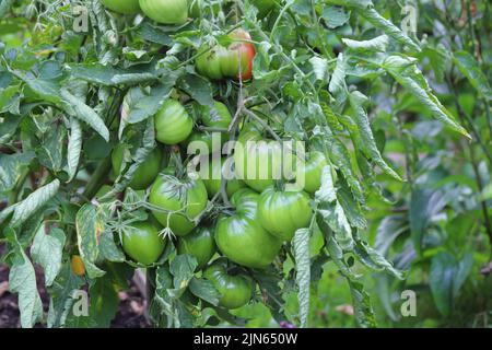 Pomodori verdi in giardino. Verdura dilettante che cresce nel giardino di casa. Foto Stock