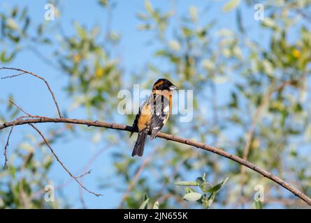 Un piccolo uccello, il Grosseak dalla testa nera, feucticus melanocephalus, arroccato su un ramo alla luce del sole. Foto Stock