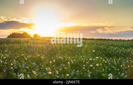 I piselli del campo in fioriscono al tramonto nella contea di Rocky View Alberta Canada con un flare solare sulle praterie canadesi. Foto Stock