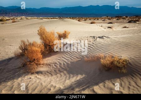 Le dune sabbiose di Mesquite Flat si estendono per chilometri circa sul pavimento del Death Valley National Park nella California orientale. Foto Stock