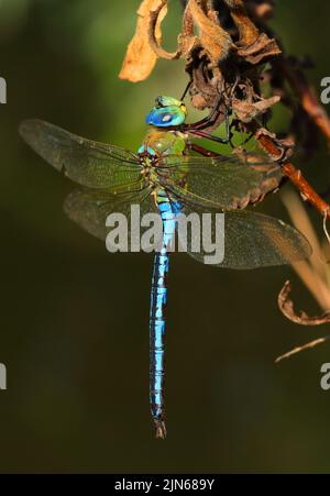 Un bell'esempio di un imperatore maschio Dragonfly - imperatore di Anax, arroccato su un ramoscello. Macro in ambiente naturale. Messa a fuoco superficiale selettiva per effetto. Foto Stock