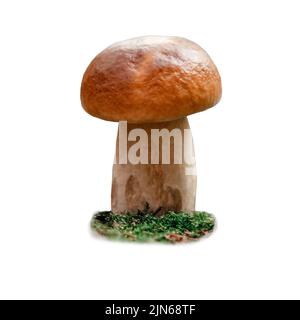 Fungo. Porcini su muschio. Boletus edulis isolato su sfondo bianco Foto Stock