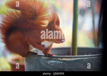 Primo piano di scoiattolo rosso. Piccolo roditore colorato con grande coda soffice. Animale in piedi sul bordo della pentola del fiore. Foto Stock