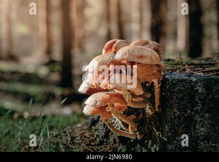 Raccolta funghi miele, Armillaria mellea, funghi commestibili nella foresta autunnale. Foto Stock
