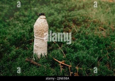 Primo piano di un comune fungo stinkhorn, phallus impudicus, che cresce in muschio verde Foto Stock