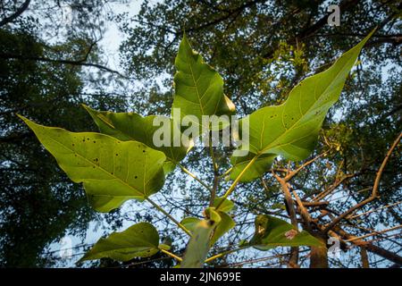 Un colpo verso l'alto di un albero di Banyan dell'India lascia. Ficus bengalensis. uttarakhand India. Foto Stock