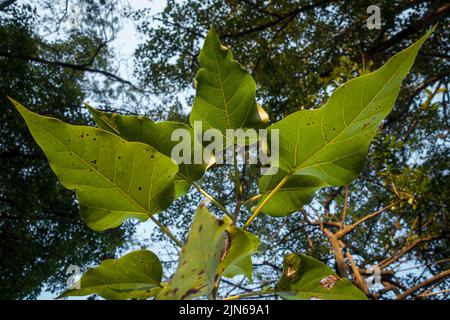 Un colpo verso l'alto di un albero di Banyan dell'India lascia. Ficus bengalensis. uttarakhand India. Foto Stock