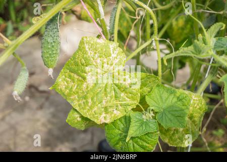 Foglie di cetriolo influenzate da un primo piano di muffa. Malattia del cetriolo Peronosporosi o falsa muffa polverulenta. Foglia con macchie gialle. Foto Stock