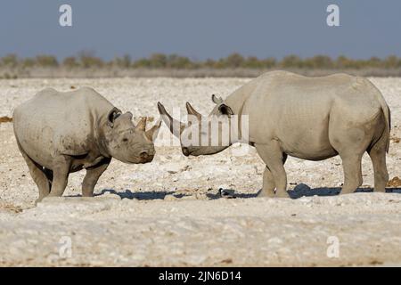 Rinocerosi neri (Diceros bicornis), due adulti in piedi faccia a faccia al waterhole, Etosha National Park, Namibia, Africa Foto Stock