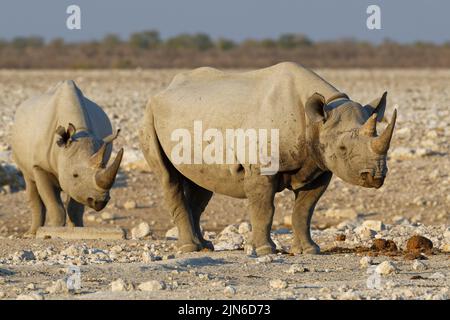 Rinocerosi neri (Diceros bicornis), due adulti in piedi al waterhole, Parco Nazionale Etosha, Namibia, Africa Foto Stock