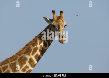 Giraffa angolana (Giraffa camelopardalis angolensis), adulto, colpo di testa contro un cielo blu, ritratto animale, Parco Nazionale Etosha, Namibia, Africa Foto Stock