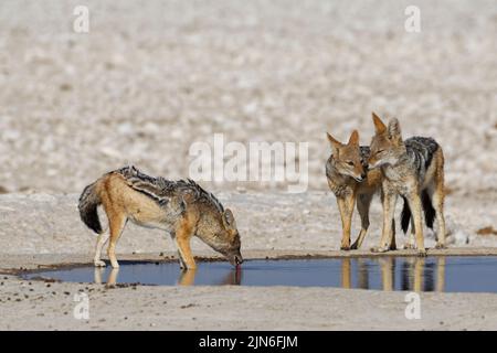 Jackals nero-backed (Canis mesomelas), tre adulti al waterhole, uno in acqua potabile, Etosha National Park, Namibia, Africa Foto Stock