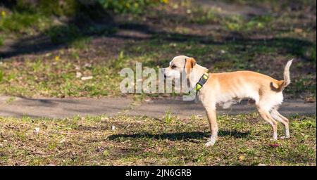 Un piccolo cane chihuahua, un cane giocattolo di colore marrone chiaro, si trova sulla strada. Concetto di cane a piedi perso Foto Stock