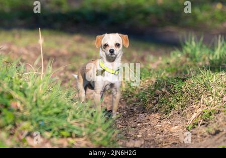 Un piccolo cane chihuahua, un cane giocattolo di colore marrone chiaro, si trova sulla strada. Concetto di cane a piedi perso Foto Stock