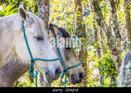 cavalli all'aperto mangiare Foto Stock