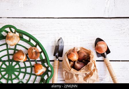 Vista dall'alto del cesto di piantagione di tulipani con bulbi di tulipani in sacchetto di carta marrone in autunno. Lavagna di legno bianco sfondo di giardinaggio, molto spazio di copia. Foto Stock