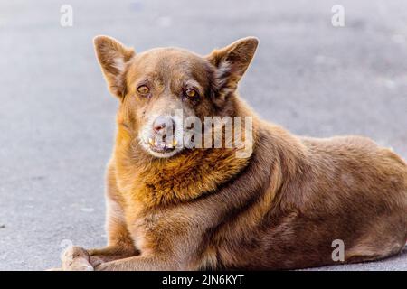 cane popolarmente noto come muts Foto Stock