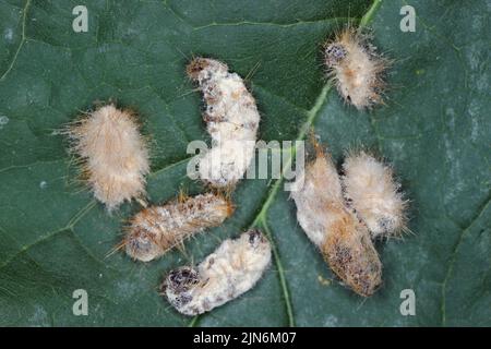 Bruchi di coda marrone Moth Euproctis chrysorrhoea ucciso da fungo entomopatogeno Beauveria bassiana. Foto Stock