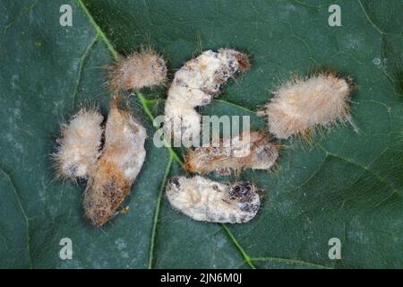 Bruchi di coda marrone Moth Euproctis chrysorrhoea ucciso da fungo entomopatogeno Beauveria bassiana. Foto Stock