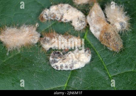 Bruchi di coda marrone Moth Euproctis chrysorrhoea ucciso da fungo entomopatogeno Beauveria bassiana. Foto Stock