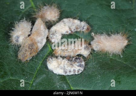 Bruchi di coda marrone Moth Euproctis chrysorrhoea ucciso da fungo entomopatogeno Beauveria bassiana. Foto Stock