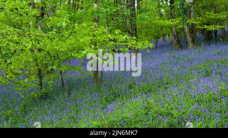 Bluebells (Hyacinthoides non scripta) in fiore in un bosco a Cothelstone Hill nel Quantock Hills, Somerset, Inghilterra. Foto Stock