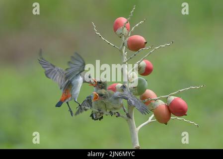 Il flowerpecker femminile con la testa di scarlatto porta cibo ai loro pulcini Foto Stock