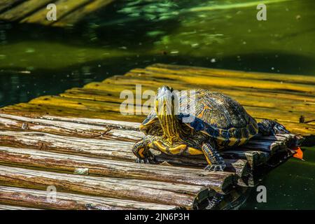 Tartaruga brasiliana all'aria aperta Foto Stock