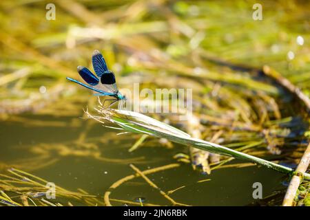 Una libellula con bande blu in un fiume Foto Stock