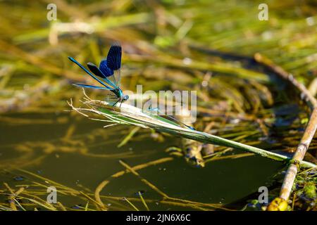 Una libellula con bande blu in un fiume Foto Stock