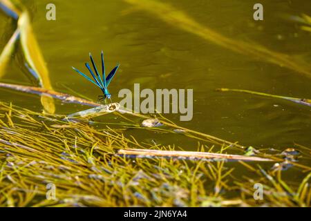 Una libellula con bande blu in un fiume Foto Stock