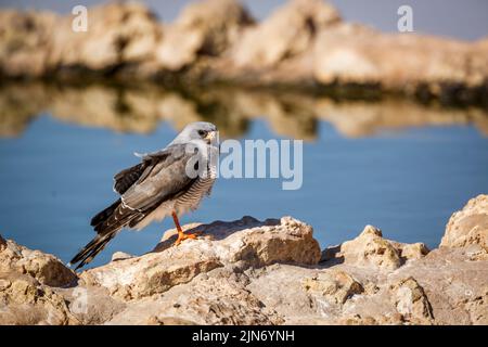 Pallido canto-Goshawk in piedi al pozzo nel parco di trasferimento di Kgalagadi, Sudafrica; specie Melierax canorus famiglia di Accipitridae Foto Stock
