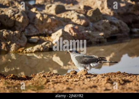 Pallido canto-Goshawk in piedi al pozzo nel parco di trasferimento di Kgalagadi, Sudafrica; specie Melierax canorus famiglia di Accipitridae Foto Stock