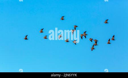 Flock of Burchel's Sandgrouses in volo isolato in cielo blu nel parco di Kgalagadi transfrontier, Sudafrica; specie Pterocles burchelli famiglia di Pte Foto Stock