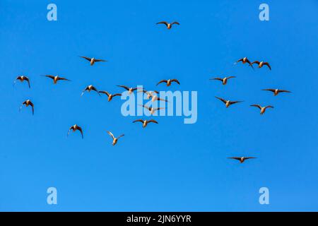 Flock of Burchel's Sandgrouses in volo isolato in cielo blu nel parco di Kgalagadi transfrontier, Sudafrica; specie Pterocles burchelli famiglia di Pte Foto Stock