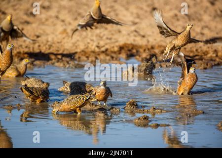 Sandgrouse di Burchel che vola sopra il waterhole nel parco di trasferimento di Kgalagadi, Sudafrica; specie Pterocles burchelli famiglia di Pteroclidae Foto Stock