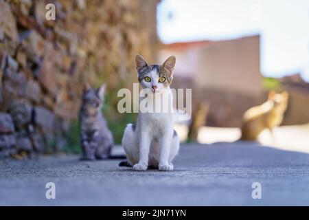 Adorabili gatti randagi che si rilassano per strada e aspettano che qualcuno li alimenti in un vecchio villaggio. Foto Stock