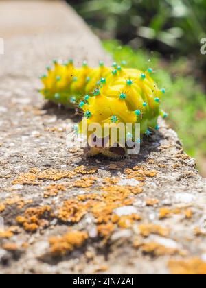 Enorme bruco giallo della farfalla gigante pavone Saturnia pyri. Messa a fuoco selettiva. Foto Stock