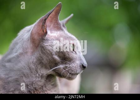 Grande grigio arrabbiato guardando Sphinx razza parassita gatto poggiando su stufato all'aperto in estate Foto Stock