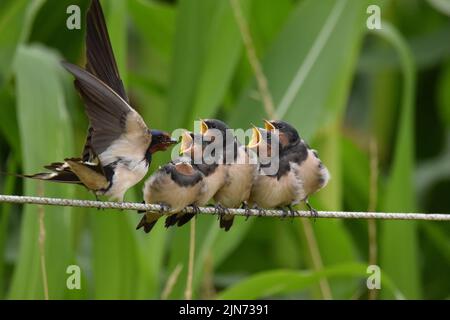 Un colpo di closeup di un gruppo di inghiottire di fienile giovanile (Hirundo rustica) alimentato dal loro genitore Foto Stock