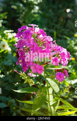 Phloxes viola-rosa Phlox paniculata fiore su un letto di fiori in estate nel parco, fuoco selettivo Foto Stock