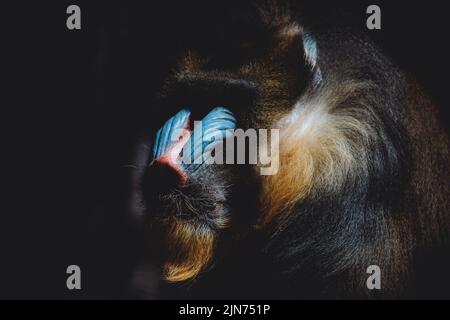 Ritratto viso di un adulto colorato maschio mandrill nel buio Foto Stock