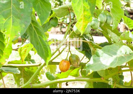 Albero pomodoro tamarillo frutta esotica - Solanum betaceum Foto Stock