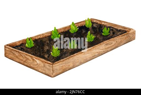 Letto da giardino in legno con erbe e verdure giovani. Elemento acquerello sul tema del giardinaggio, piante primaverili, coltivazione di ortaggi. Foto Stock